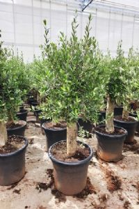 zmirde Zeytin Fidanlar